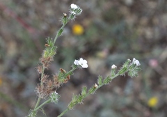 Cryptantha clevelandii