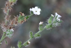 Cryptantha clevelandii