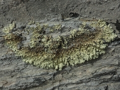 Flavoparmelia haysomii