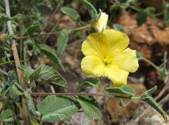 Abutilon oxycarpum subsagittatum