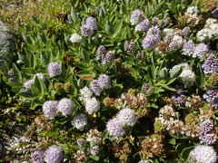 Veronica chathamica