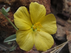 Abutilon oxycarpum subsagittatum