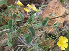 Abutilon oxycarpum subsagittatum