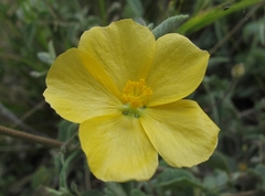 Abutilon oxycarpum subsagittatum