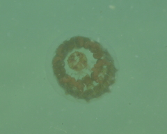 Linuche aquila