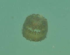 Linuche aquila
