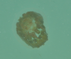 Linuche aquila