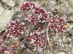 Chorizanthe breweri