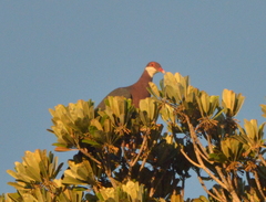 Columba vitiensis hypoenochroa