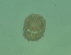 Linuche aquila