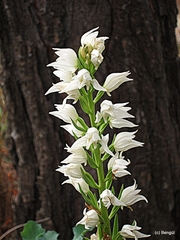 Cephalanthera epipactoides
