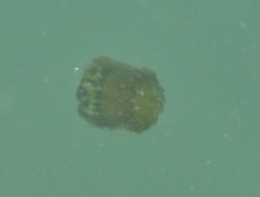 Linuche aquila