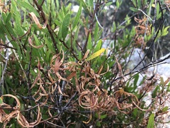 Acacia verniciflua