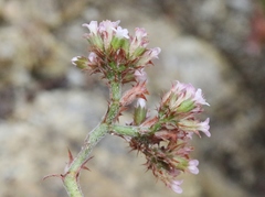 Chorizanthe breweri