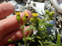 Senecio radiolatus