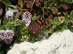 Vanessa gonerilla ida