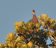 Columba vitiensis hypoenochroa