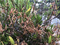 Acacia verniciflua