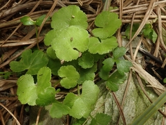 Hydrocotyle robusta
