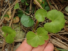 Hydrocotyle robusta