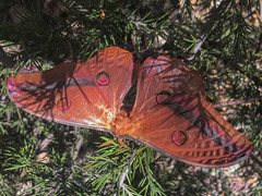 Opodiphthera loranthi