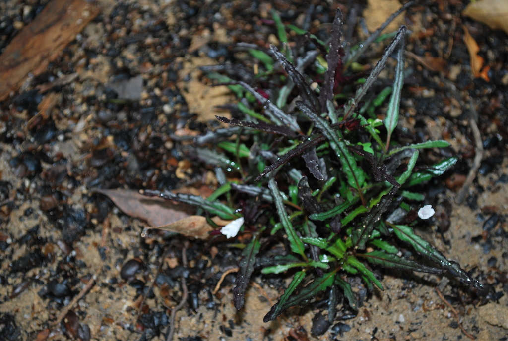 Bucéphalandra de Catherine (Bucephalandra catherineae)