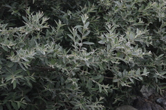 Salix breweri