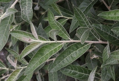 Salix breweri