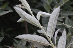 Salix breweri