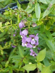 Angelonia