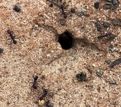 Iridomyrmex purpureus