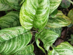 Aglaonema