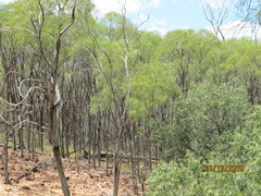 Acacia petraea