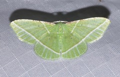 Dichorda consequaria