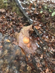 Atrusca quercuscentricola