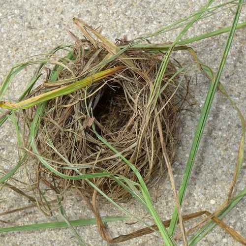 Eurasian Harvest Mouse