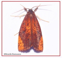 Arctopoda maculosa