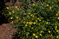 Bidens mauiensis