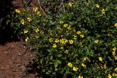 Bidens mauiensis