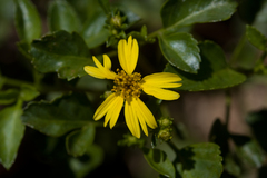Bidens mauiensis