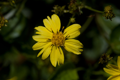 Bidens mauiensis