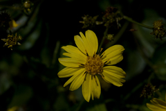 Bidens mauiensis