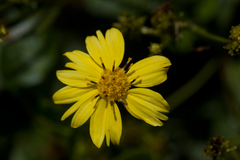 Bidens mauiensis