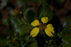 Bidens mauiensis