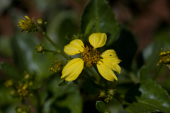Bidens mauiensis