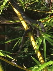 Coluber constrictor priapus image
