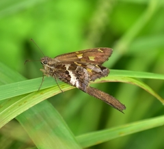 Chioides albofasciatus