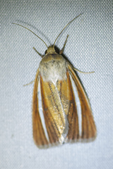 Heliocheilus cramboides