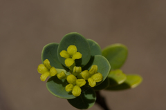 Wikstroemia uva-ursi