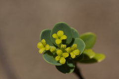 Wikstroemia uva-ursi